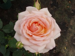 CHANDOS BEAUTY (hybrid tea)
